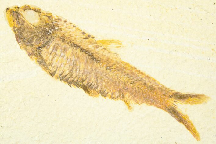 Detailed Fossil Fish (Knightia) - Wyoming #379538